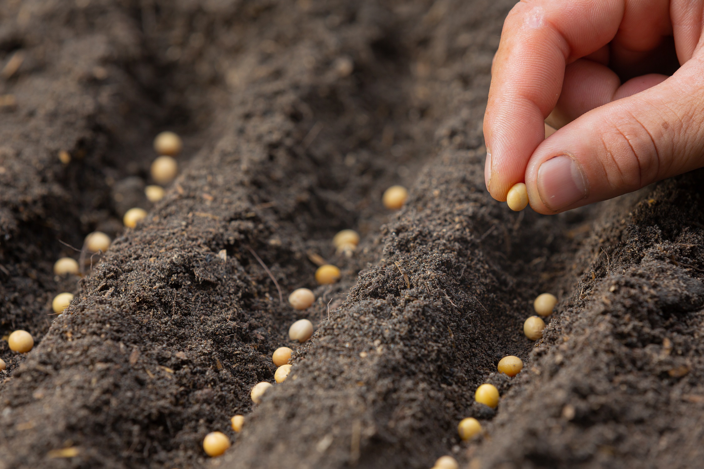 De la tierra a la mesa: las semillas, un producto sostenible por excelencia